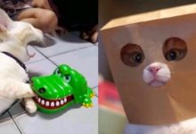 Photo of Ржачное видео: смешные моменты