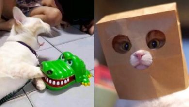 Photo of Ржачное видео: смешные моменты